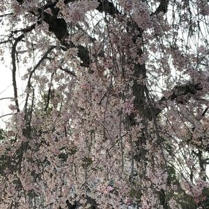 Meet your Posher, FlyPosh